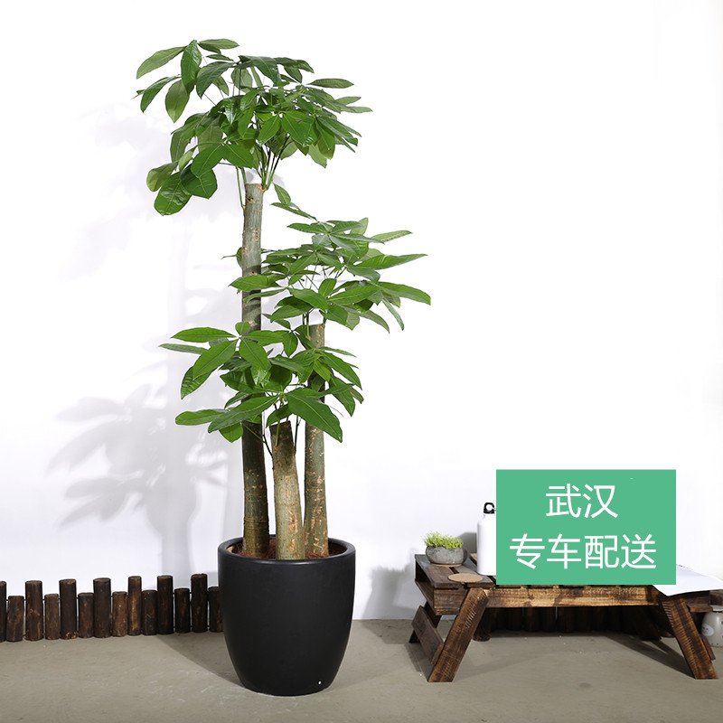 步步高发财树