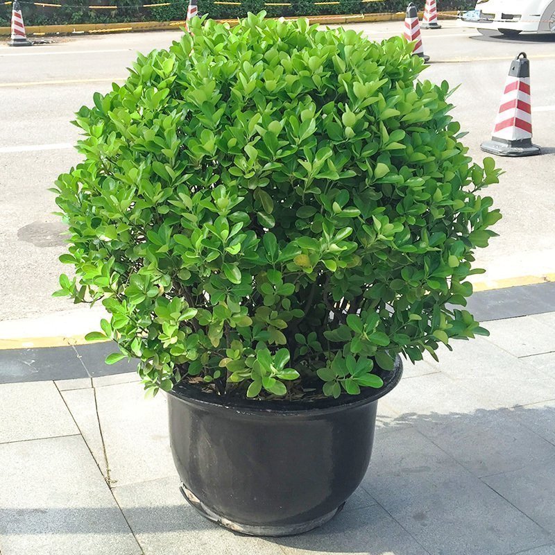 冬青