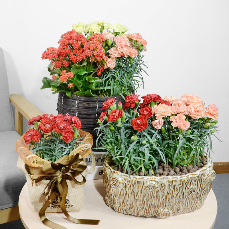 康乃馨带花苞耐寒盆栽